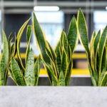 Top 5 Plants for Improving Indoor Air Quality in Your Office