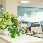 Creating Calm: Using Plants to Reduce Stress in the Workplace